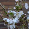 Geschlitzte Zierkirsche Kojou No Mai 60-80cm - Prunus Incisa -Gartengrünpflanzen Geschäft Prunus incisa Kojounomai 1
