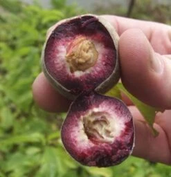 Pfirsich Roter Weinbergpfirsich 60-80cm - Prunus Persica