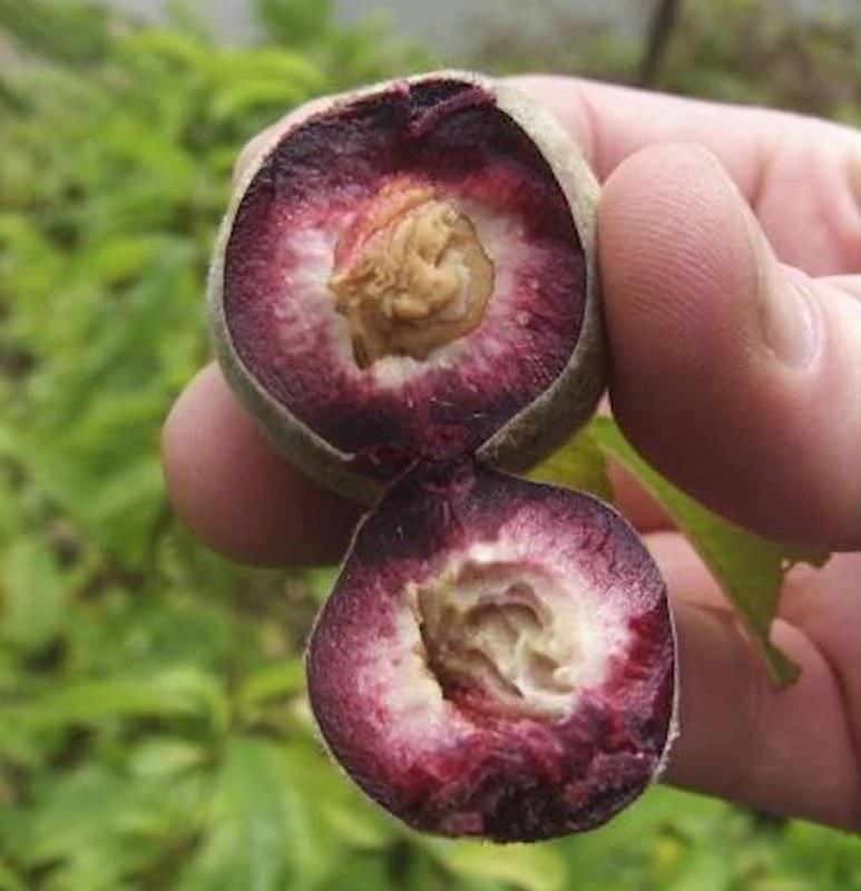 Pfirsich Roter Weinbergpfirsich 60-80cm - Prunus Persica 3 Pfirsich Roter Weinbergpfirsich 60-80cm - Prunus Persica