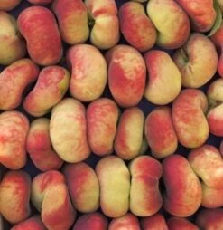 Plattpfirsich Roter Saturn 60-80cm - Prunus Persica