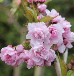 Japanische Hänge Nelkenkirsche 125-150cm - Prunus Serrulata