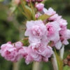 Japanische Hänge Nelkenkirsche 100-125cm - Prunus Serrulata 2 Japanische Hänge Nelkenkirsche 100-125cm - Prunus Serrulata -Gartengrünpflanzen Geschäft Prunus serrulata Kiku shidare zakura 2