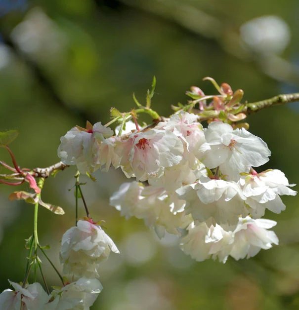 Hochstamm Japanische Zierkirsche Ukon 100-125cm - Prunus Serrulata 3 Hochstamm Japanische Zierkirsche Ukon 100-125cm - Prunus Serrulata