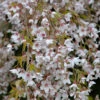 Frühlingshängekirsche 100-125cm - Prunus Subhirtella -Gartengrünpflanzen Geschäft Prunus subhirtella Pendula 1