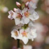 Filzkirsche Orient 80-100cm - Prunus Tomemtosa -Gartengrünpflanzen Geschäft Prunus tomentosa Orient