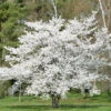Japanische Maienkirsche 60-80cm - Prunus Yedoensis -Gartengrünpflanzen Geschäft Prunus yedoensis 1