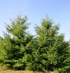 Douglasfichte 80-100cm - Pseudotsuga Menziesii