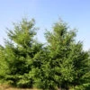 Douglasfichte 60-80cm - Pseudotsuga Menziesii -Gartengrünpflanzen Geschäft Pseudotsugamenziesii