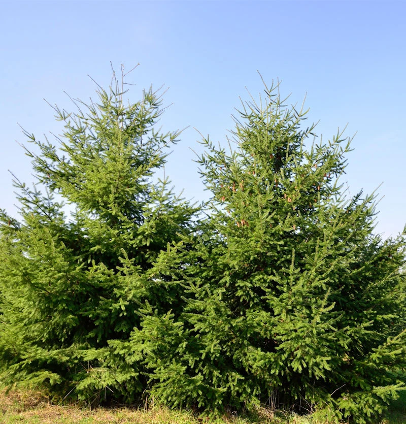 Douglasfichte 60-80cm - Pseudotsuga Menziesii 3 Douglasfichte 60-80cm - Pseudotsuga Menziesii
