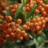 Feuerdorn Orange Glow 100-125cm - Pyracantha -Gartengrünpflanzen Geschäft Pyracantha Orange Glow BLWS054378 1