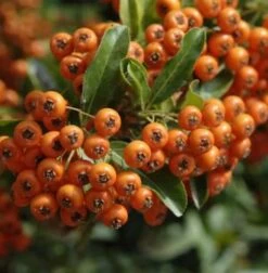 Feuerdorn Orange Glow 40-60cm - Pyracantha