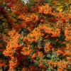 Feuerdorn Orange Star 40-60cm - Pyracantha -Gartengrünpflanzen Geschäft Pyracantha Orange Star