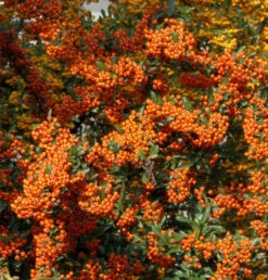 Feuerdorn Orange Star 40-60cm - Pyracantha