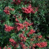 Feuerdorn Red Column 40-60cm - Pyracantha -Gartengrünpflanzen Geschäft Pyracantha Red Column 1 1 1