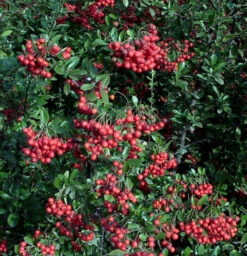 Feuerdorn Red Column 60-80cm - Pyracantha