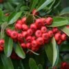 Feuerdorn Red Cushion 40-60cm - Pyracantha -Gartengrünpflanzen Geschäft Pyracantha Red Cushion BLWS018966
