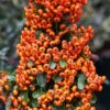 Feuerdorn Saphyr Orange 40-60cm - Pyracantha -Gartengrünpflanzen Geschäft Pyracantha SahpyrOrange