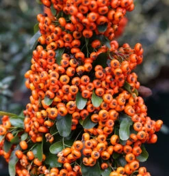 Feuerdorn Saphyr Orange 40-60cm - Pyracantha