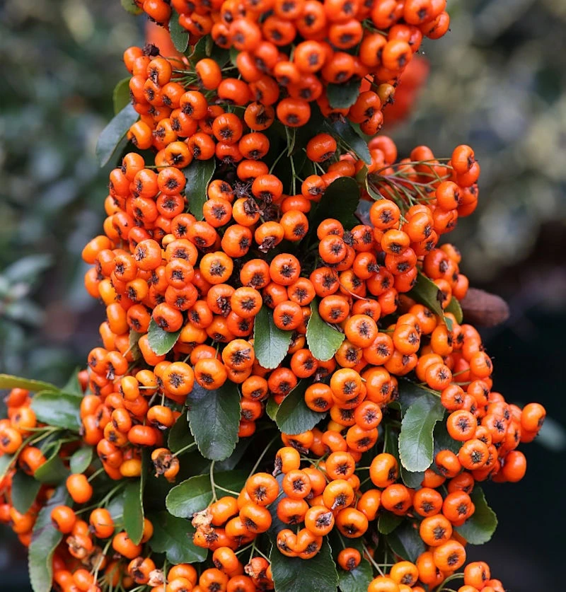 Feuerdorn Saphyr Orange 40-60cm - Pyracantha 3 Feuerdorn Saphyr Orange 40-60cm - Pyracantha