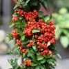Feuerdorn Saphyr Rouge 80-100cm - Pyracantha -Gartengrünpflanzen Geschäft Pyracantha SahpyrRouge