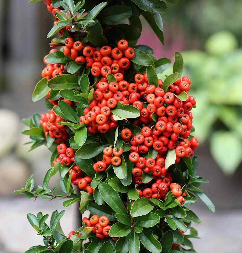Feuerdorn Saphyr Rouge 80-100cm - Pyracantha 3 Feuerdorn Saphyr Rouge 80-100cm - Pyracantha