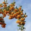 Feuerdorn Sahpyr Jaune 80-100cm - Pyracantha -Gartengrünpflanzen Geschäft Pyracantha Saphir Jaune BLWS052288