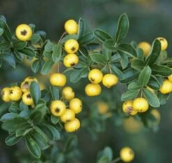 Feuerdorn Soleil D Ór 100-125cm - Pyracantha