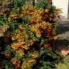 Feuerdorn Sunny Star 40-60cm - Pyracantha -Gartengrünpflanzen Geschäft Pyracantha Sunny Star