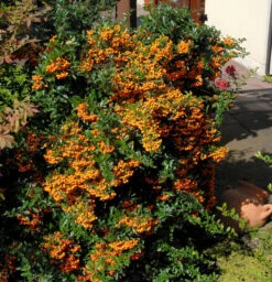 Feuerdorn Sunny Star 40-60cm - Pyracantha