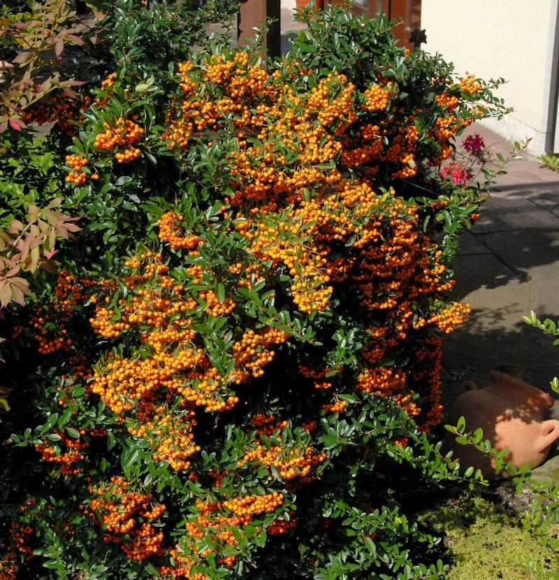 Feuerdorn Sunny Star 40-60cm - Pyracantha 3 Feuerdorn Sunny Star 40-60cm - Pyracantha