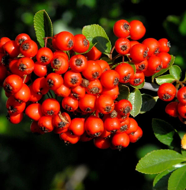Feuerdorn Red Star 60-80cm - Pyracantha 3 Feuerdorn Red Star 60-80cm - Pyracantha