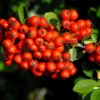 Feuerdorn Red Star 80-100cm - Pyracantha 1 Feuerdorn Red Star 80-100cm - Pyracantha -Gartengrünpflanzen Geschäft Pyracantha coccinea Red Star 2