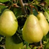 Birne Josefine Von Mechelen 60-80cm - Feinwürzige Und Grobzellige Früchte 2 Birne Josefine Von Mechelen 60-80cm - Feinwürzige Und Grobzellige Früchte -Gartengrünpflanzen Geschäft Pyrus communis JosefinevonMechelen