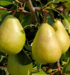 Birne Josefine Von Mechelen 60-80cm - Feinwürzige Und Grobzellige Früchte