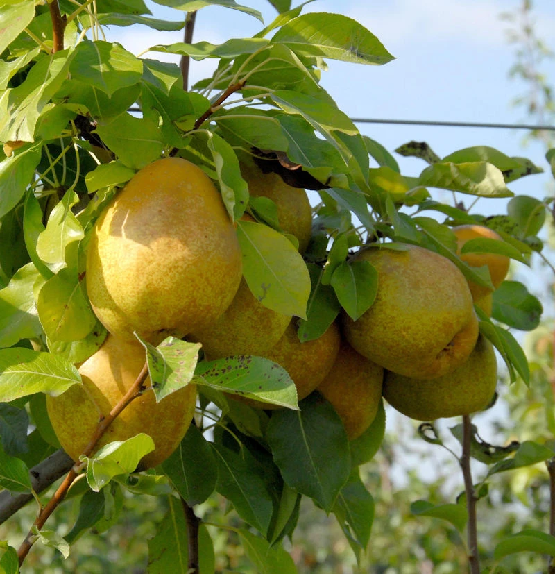 Birne Köstliche Von Charneux 60-80cm - Saftige Und Süße Früchte 3 Birne Köstliche Von Charneux 60-80cm - Saftige Und Süße Früchte