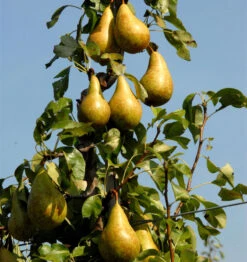 Birne Conference 60-80cm - Feinwürzige Früchte