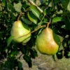 Birne Vereinsdechantbirne 60-80cm - Saftige Und Süßesäuerliche Früchte -Gartengrünpflanzen Geschäft Pyrus communisVereinsdechantbirne
