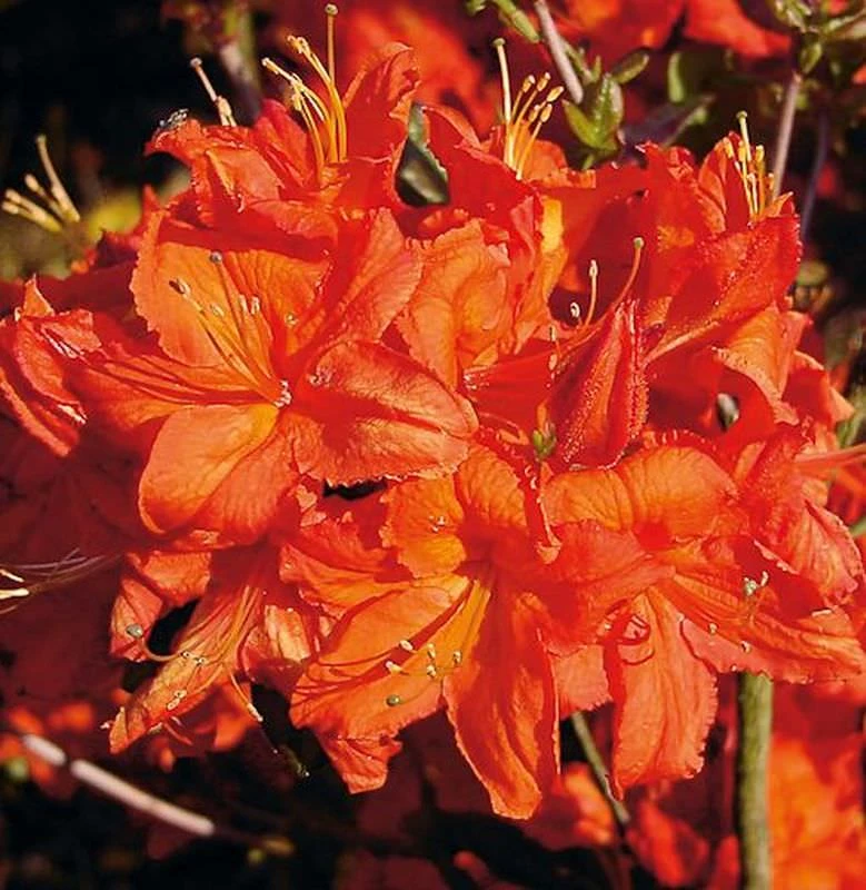 Azalee Fireball 30-40cm - Rhododendron Luteum - Alpenrose 3 Azalee Fireball 30-40cm - Rhododendron Luteum - Alpenrose