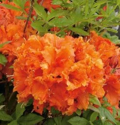 Hochstamm Azalee Gibraltar 60-80cm - Rhododendron Luteum - Alpenrose