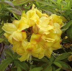 Azalee Golden Sunset 40-50cm - Rhododendron Luteum - Alpenrose