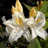 Azalee Oxydol 40-50cm - Rhododendron Luteum - Alpenrose