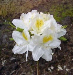 Azalee Persil 30-40cm - Rhododendron Luteum - Alpenrose