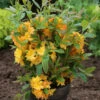Azalee Sun Star 40-50cm - Rhododendron Luteum - Alpenrose -Gartengrünpflanzen Geschäft Rhododendron luteum SunStar