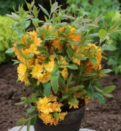Azalee Sun Star 40-50cm - Rhododendron Luteum - Alpenrose