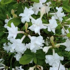 Azalee Whitethroat 30-40cm - Rhododendron Luteum - Alpenrose