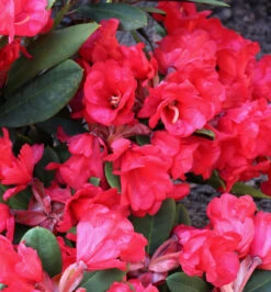 Azalee Burletta 20-25cm - Rhododendron Neriiflorum - Alenrose
