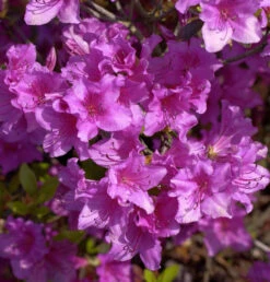 Japanische Azalee Blue Danube 20-25cm - Rhododendron Obtusum - Zwerg Alpenrose