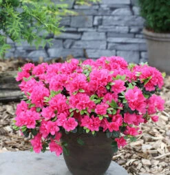 Japanische Azalee Canzonetta 40-50cm - Rhododendron Obtusum - Zwerg Alpenrose