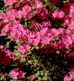 Japanische Azalee Diamant Purpur 15-20cm - Rhododendron Obtusum - Zwerg Alpenrose