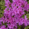 Japanische Azalee Diamant Himmelblau 20-25cm - Rhododendron Obtusum - Alpenrose -Gartengrünpflanzen Geschäft Rhododendron obtusum DiamantHimmelblau